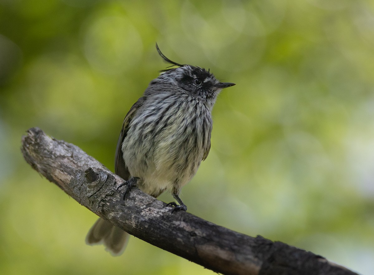 Tufted Tit-Tyrant - ML646686432