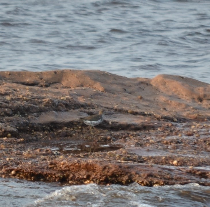 Spotted Sandpiper - ML646686433