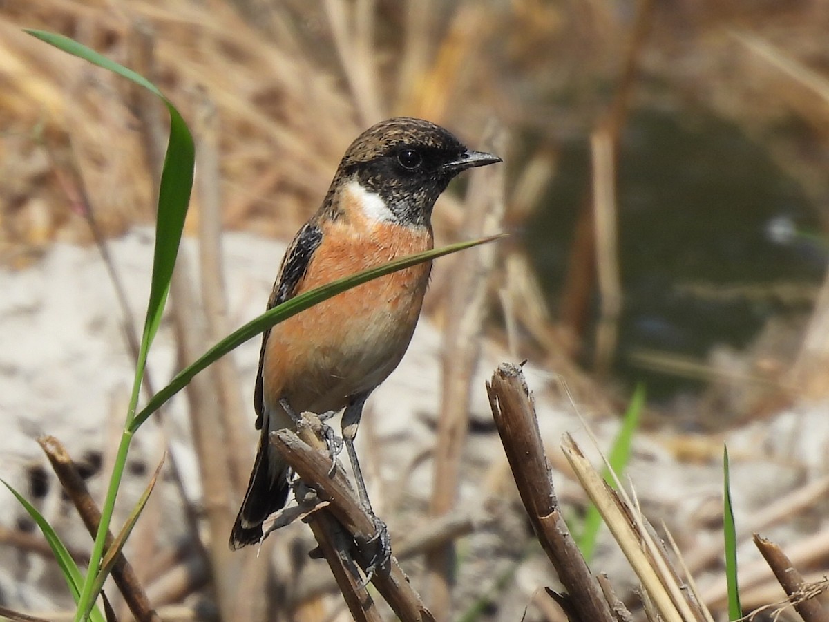 ノビタキ - ML646686435