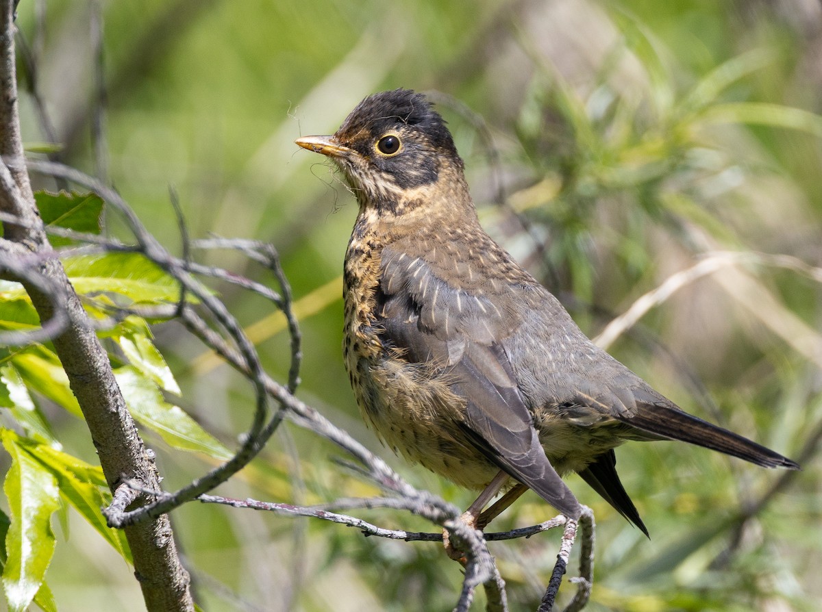 Austral Thrush (Magellan) - ML646686438