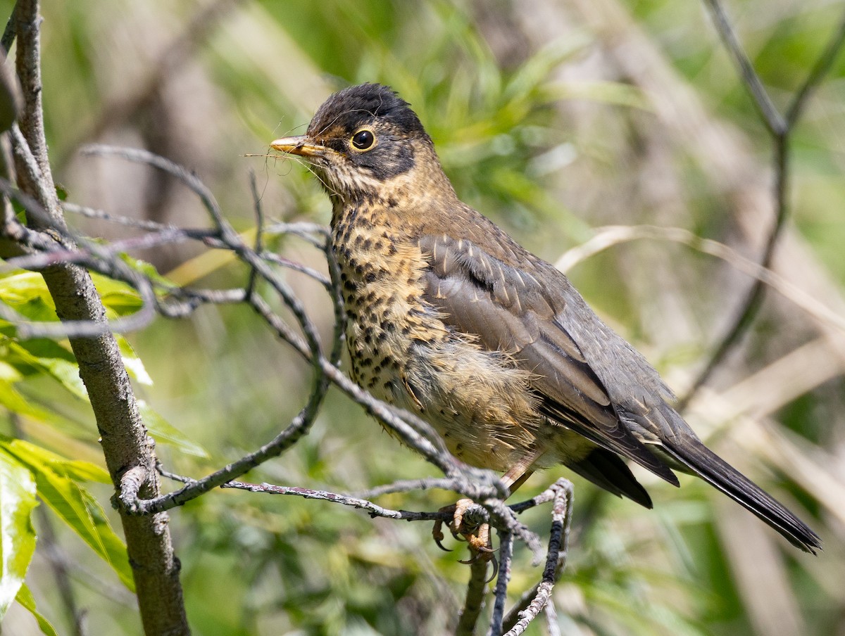 Austral Thrush (Magellan) - ML646686439