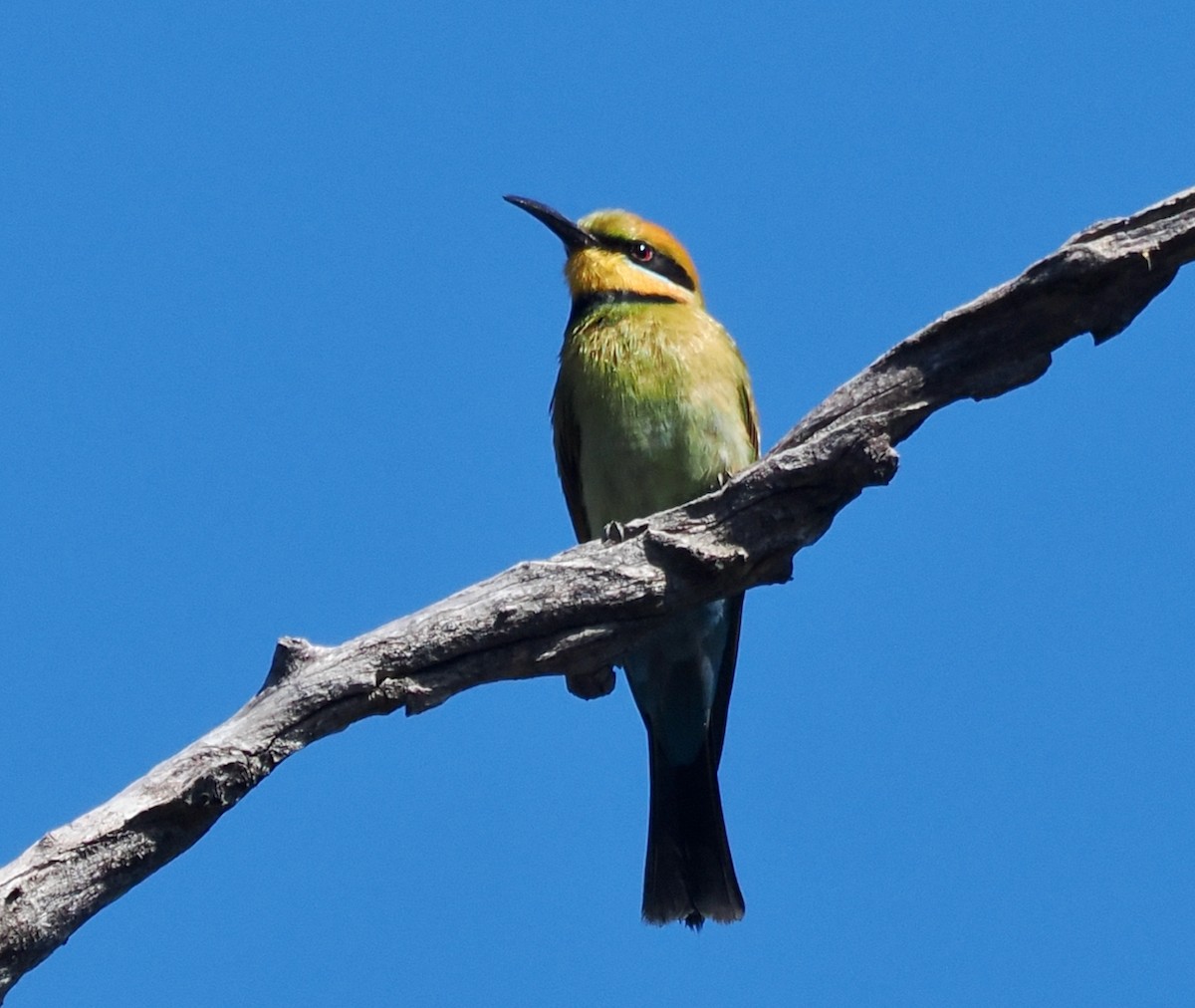 Rainbow Bee-eater - ML646686444