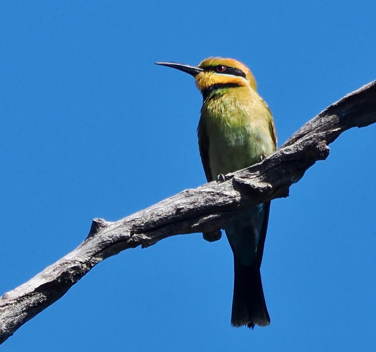 Rainbow Bee-eater - ML646686445