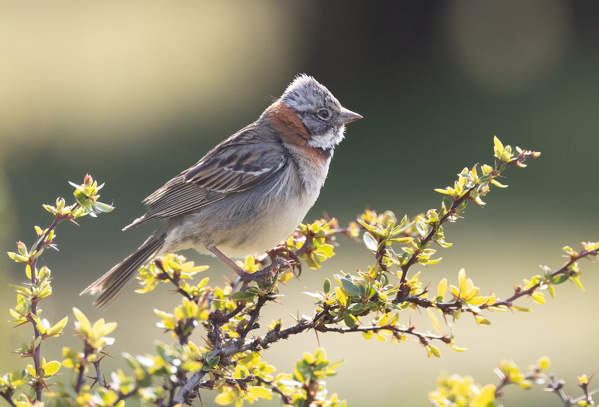 Rufous-collared Sparrow (Patagonian) - ML646686446