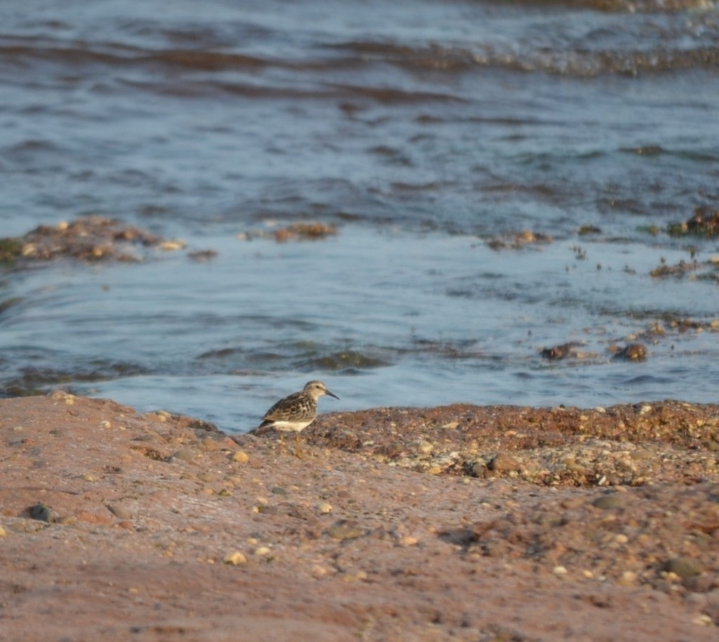 Least Sandpiper - ML646686447