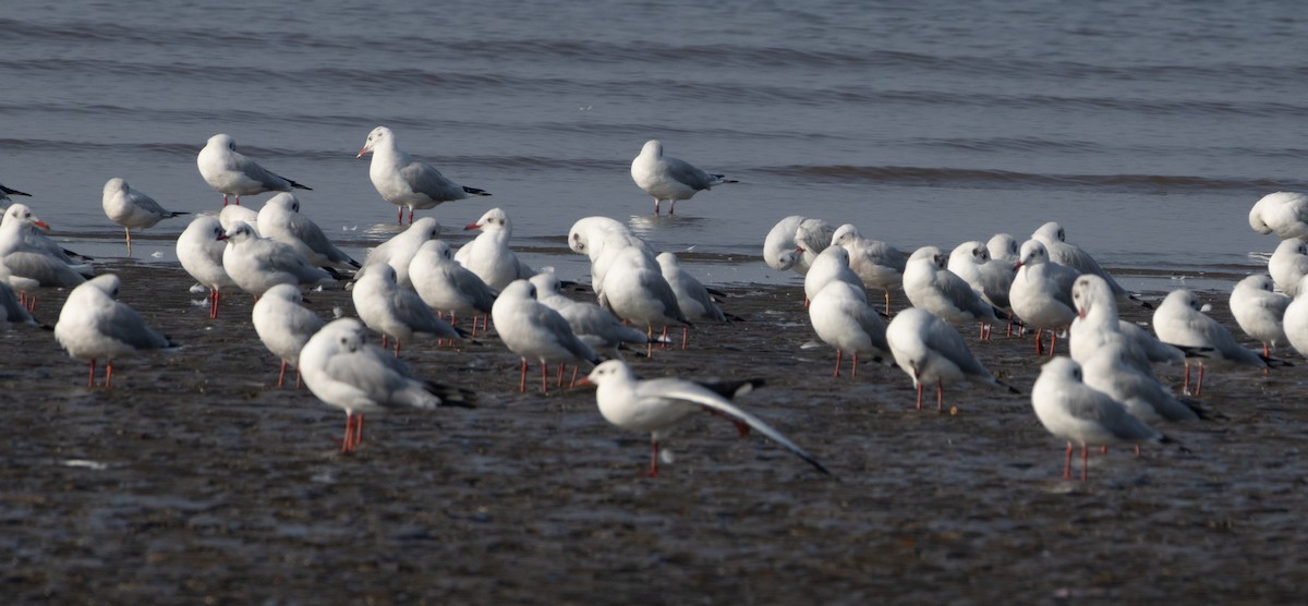 racek hnědohlavý - ML646686448