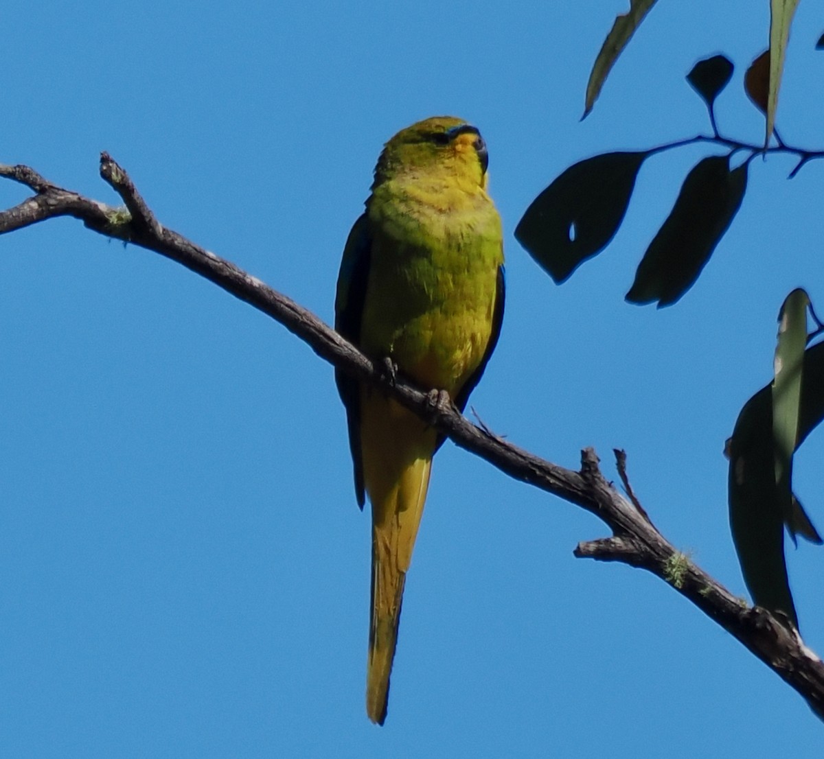Elegant Parrot - ML646686450