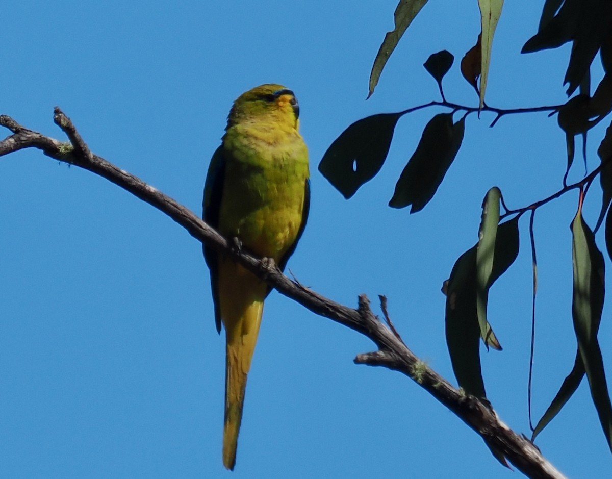 Elegant Parrot - ML646686451