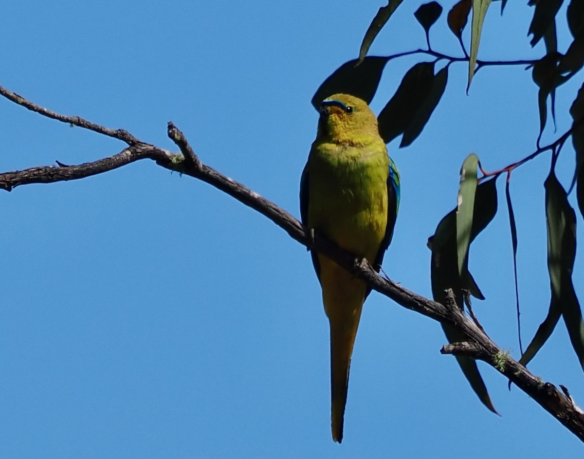 Elegant Parrot - ML646686455