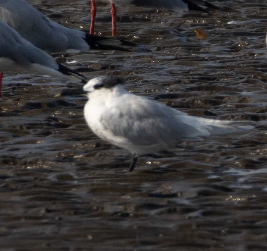 Крячок рябодзьобий - ML646686456