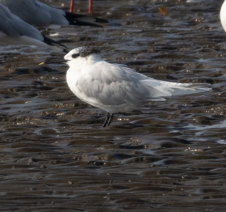 Крячок рябодзьобий - ML646686457