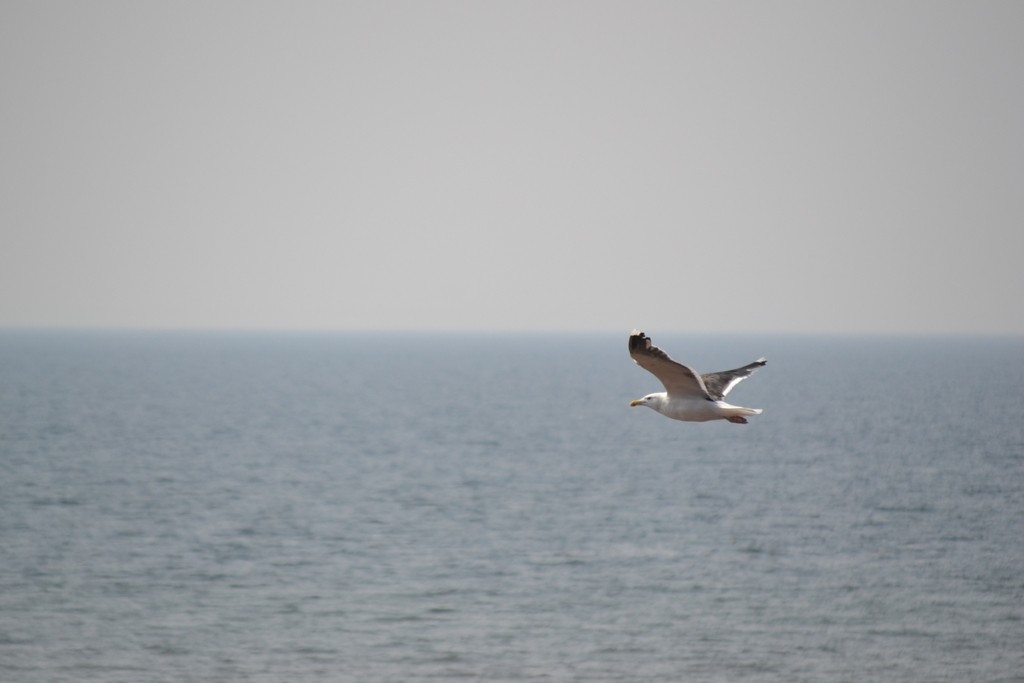 Great Black-backed Gull - ML646686460