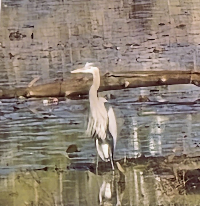 Great Blue Heron - ML646686465