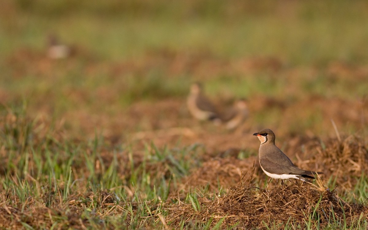 ツバメチドリ - ML646686467