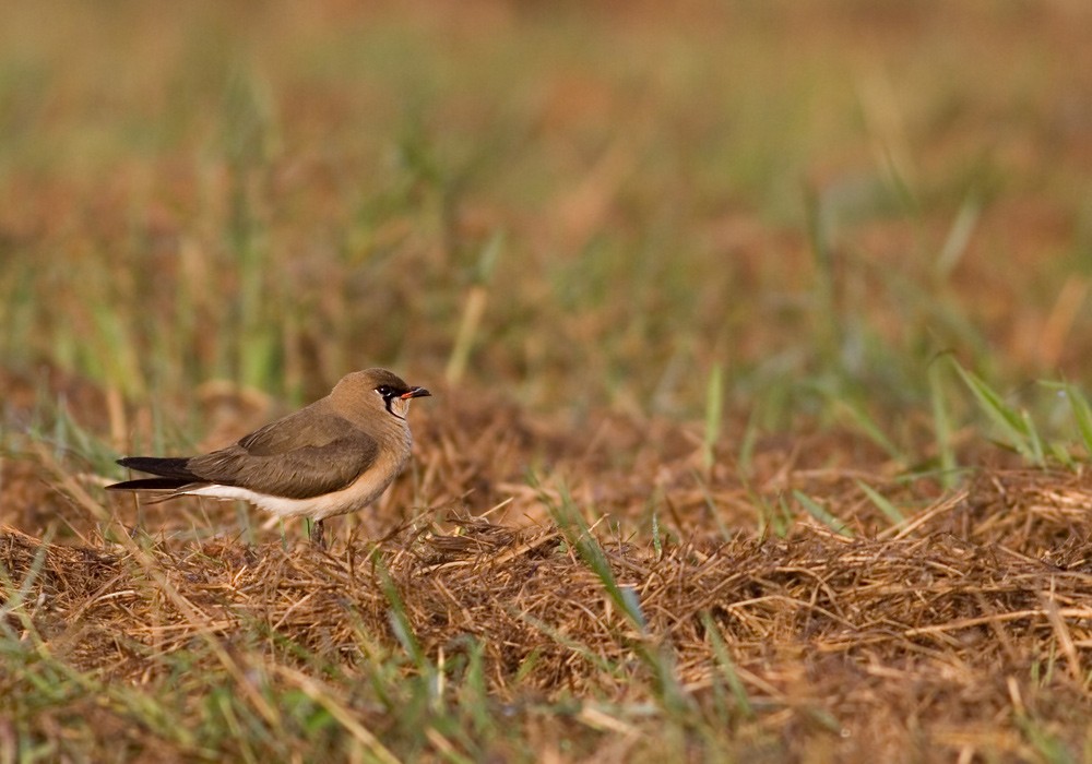 ツバメチドリ - ML646686470