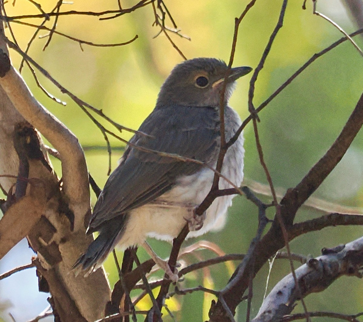 Gray Shrikethrush - ML646686472