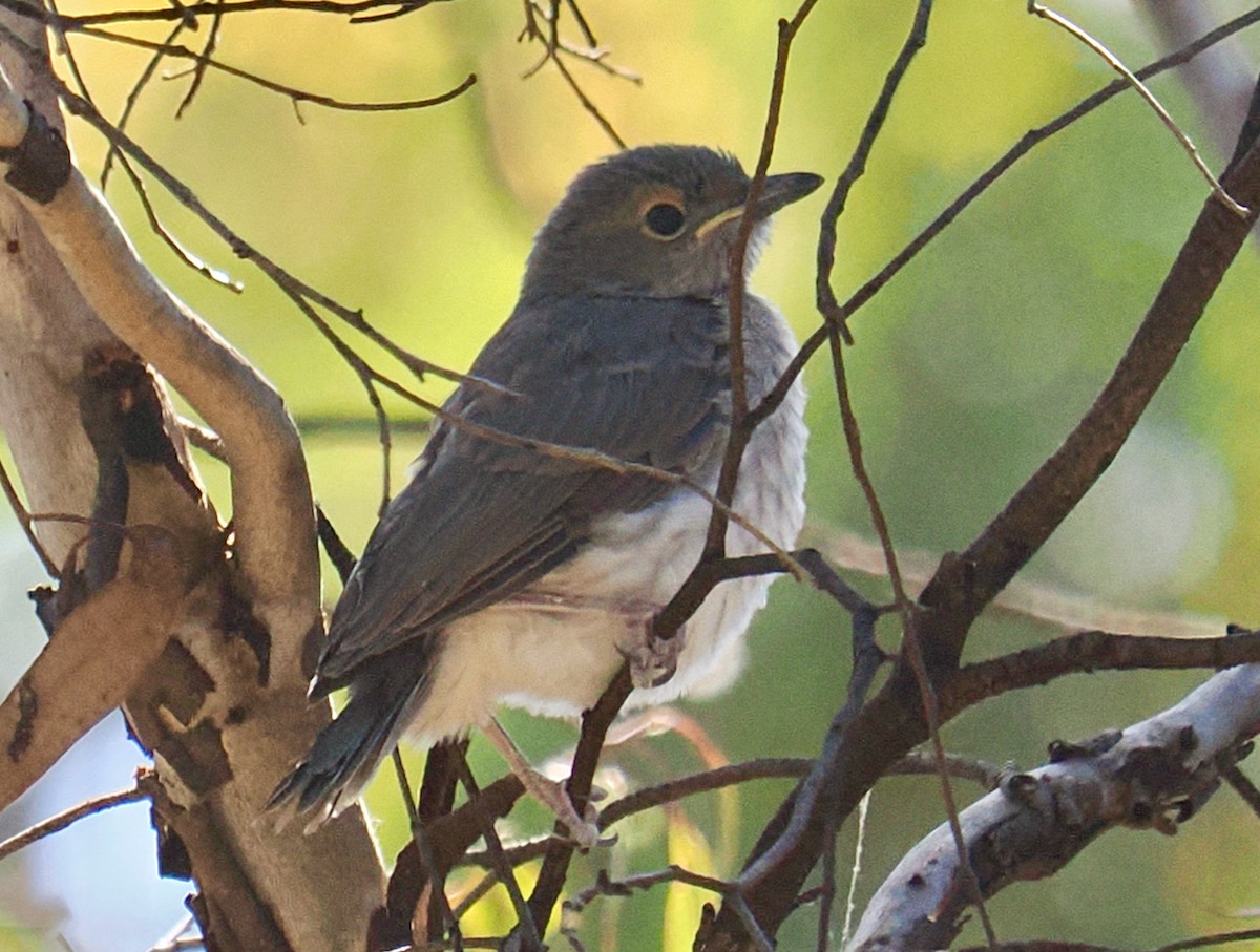 ハイイロモズツグミ - ML646686473