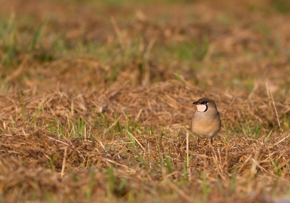 ツバメチドリ - ML646686476