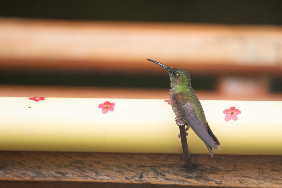 チャムネテリハチドリ - ML646686477