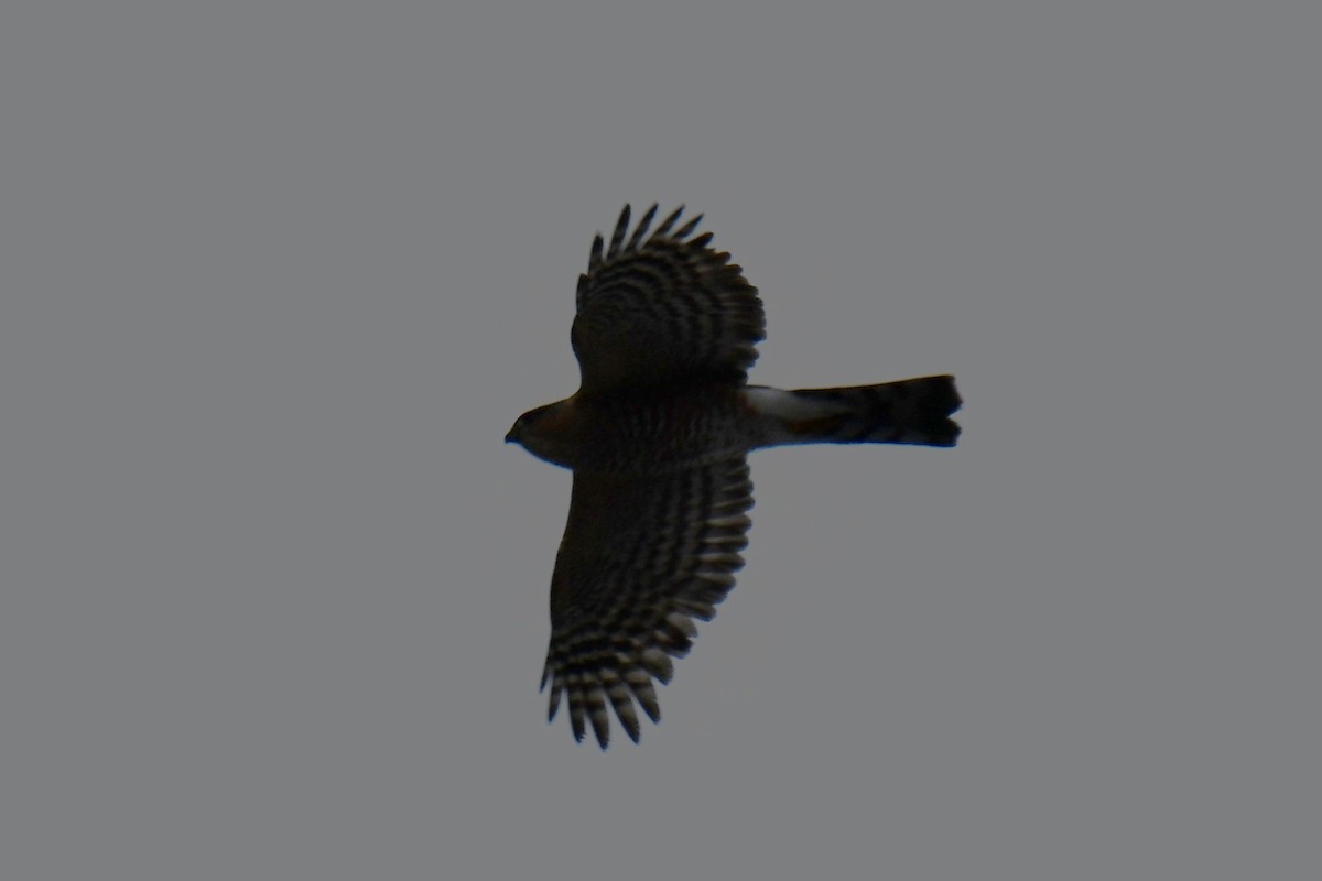 アシボソハイタカ - ML646686478