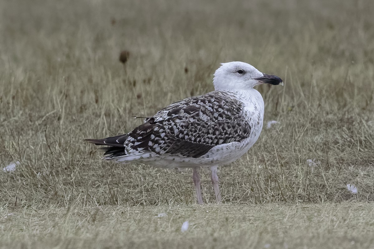 オオカモメ - ML646686481