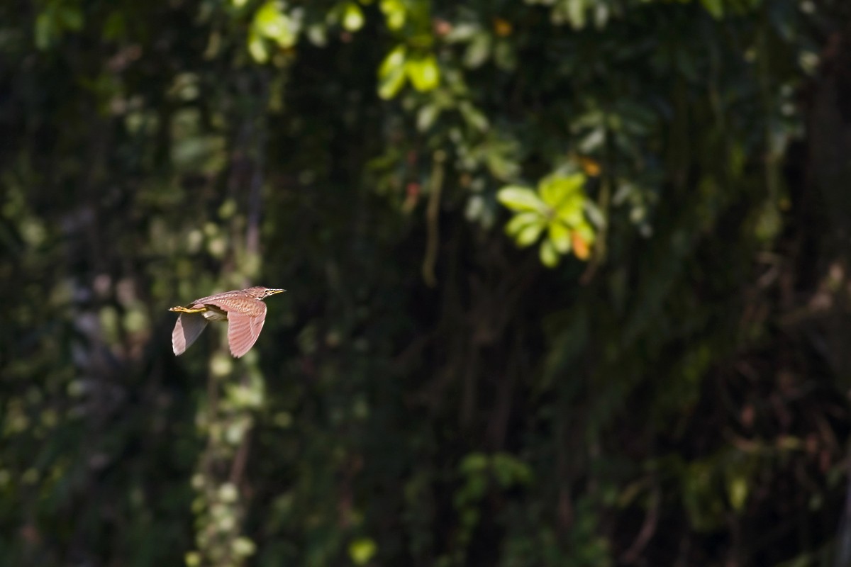 リュウキュウヨシゴイ - ML646686482