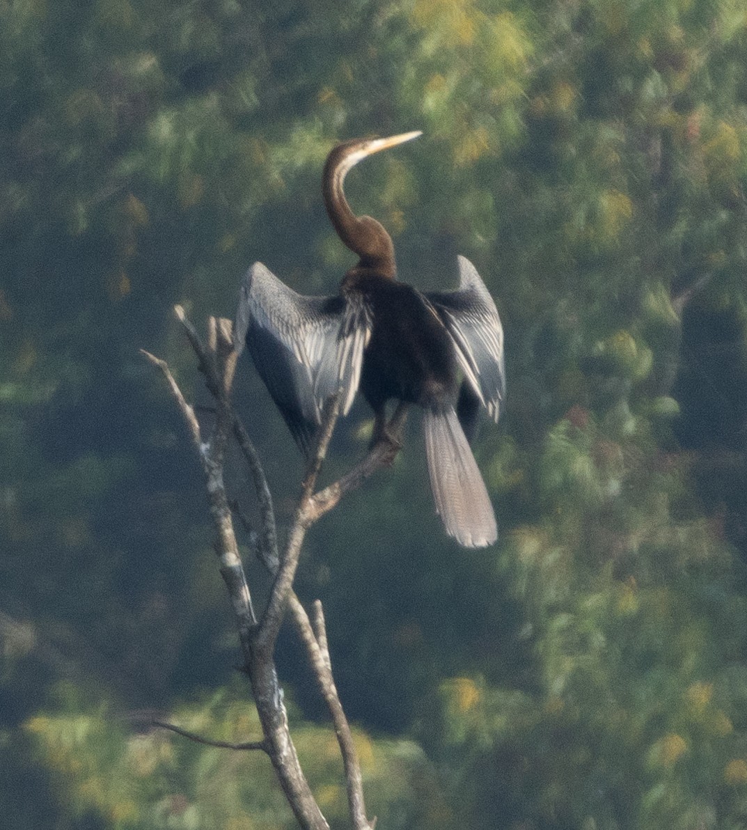 アジアヘビウ - ML646686484