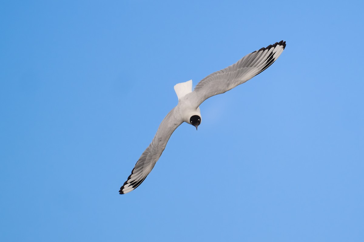 アンデスカモメ - ML646686485