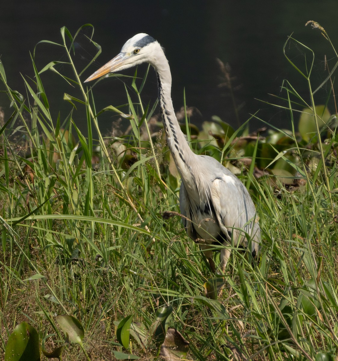 アオサギ - ML646686487