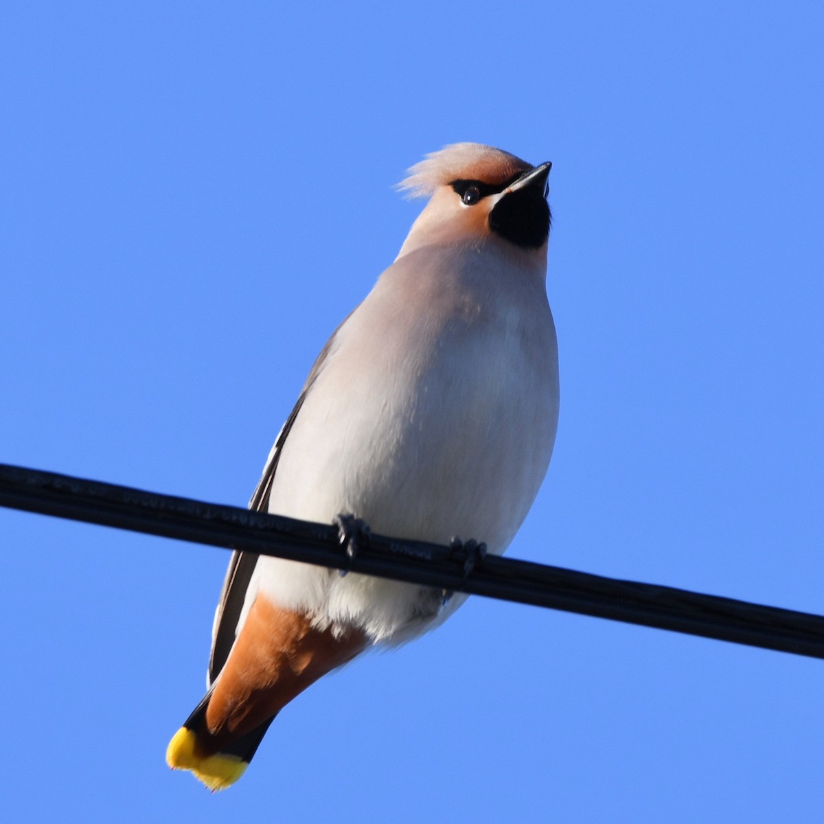 キレンジャク - ML646686488