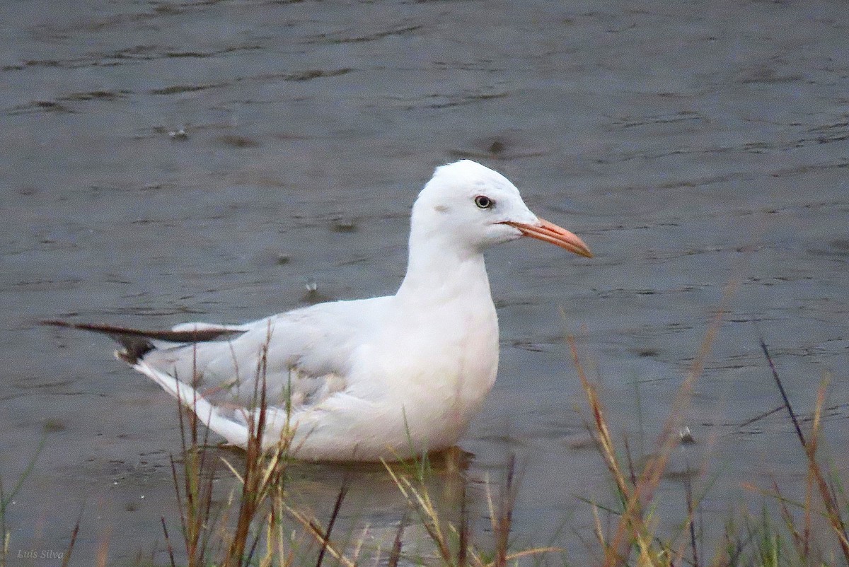 smalnebbmåke - ML646686489