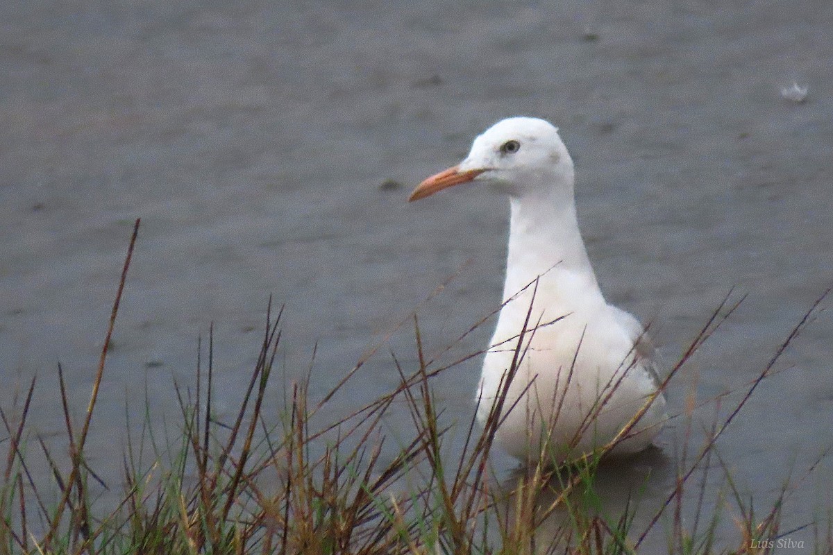 smalnebbmåke - ML646686491