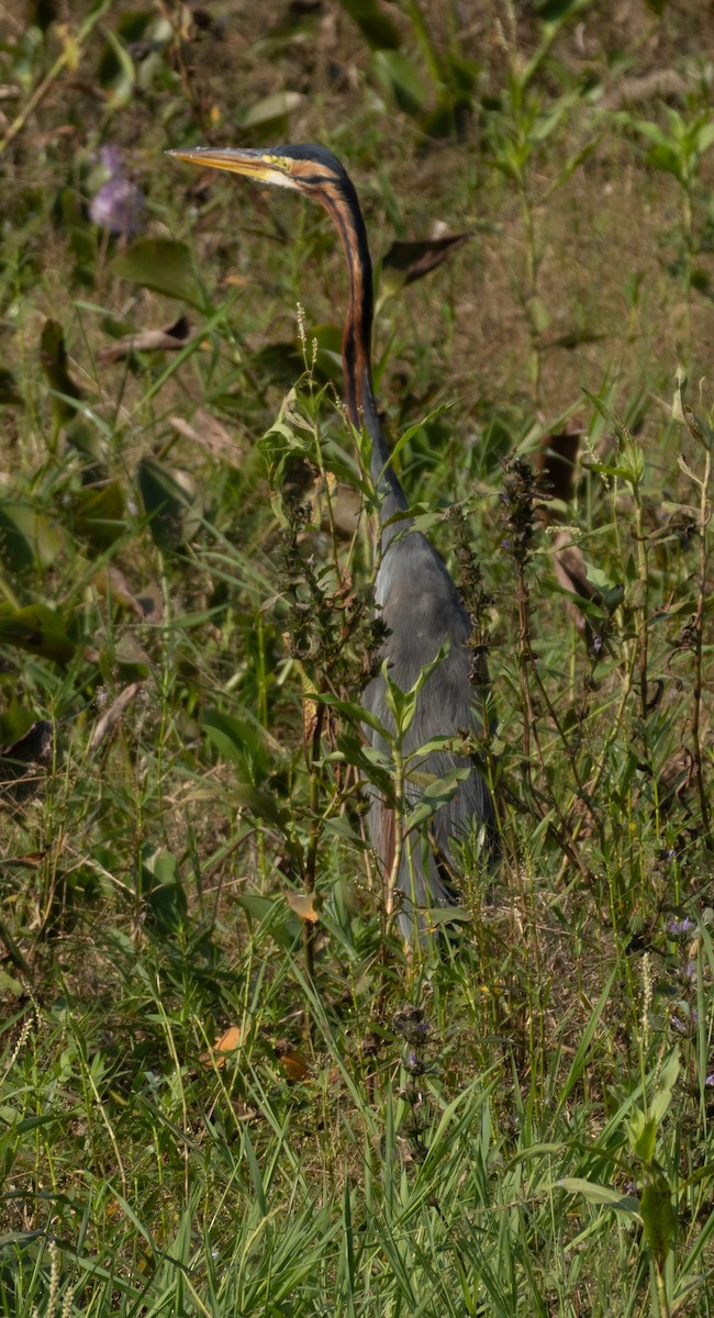 ムラサキサギ - ML646686492