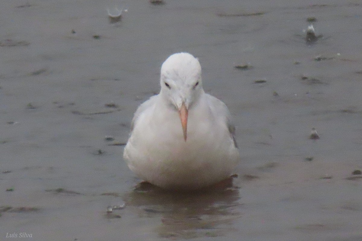 smalnebbmåke - ML646686493