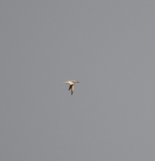 シロカツオドリ - ML646686494