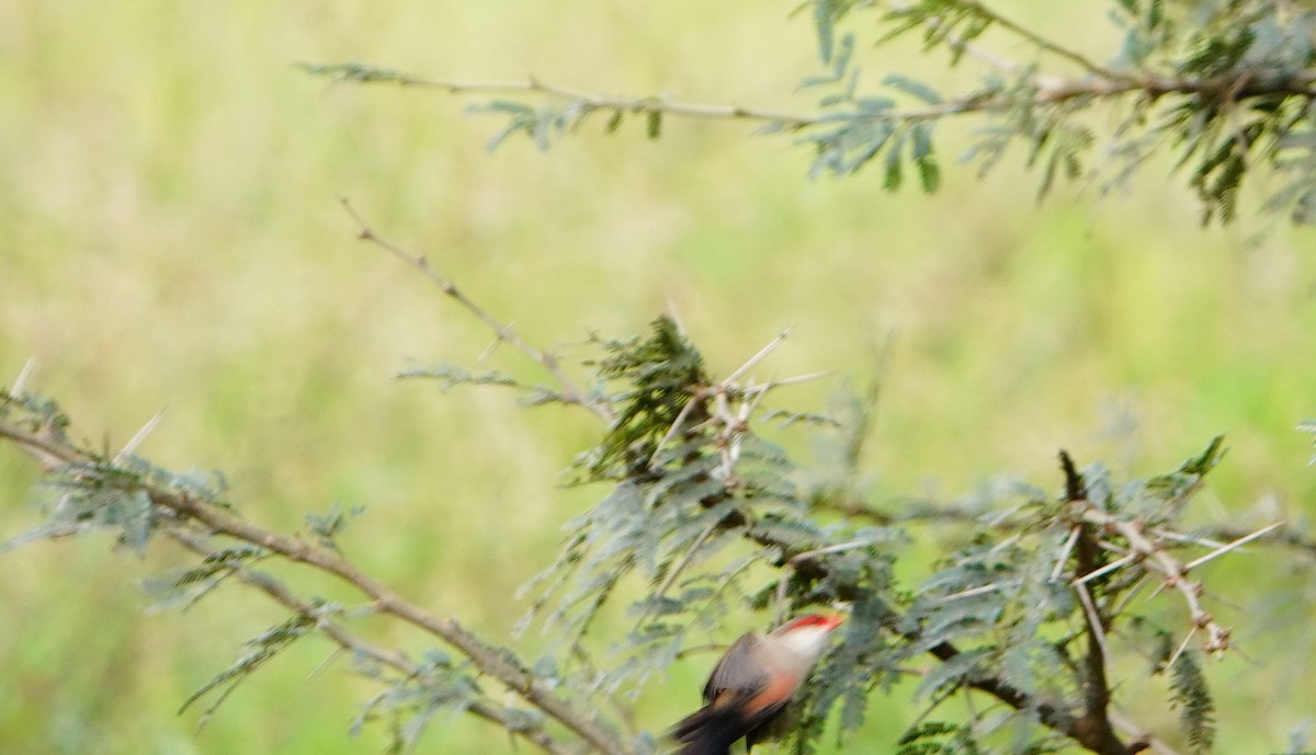 オナガカエデチョウ - ML646686495