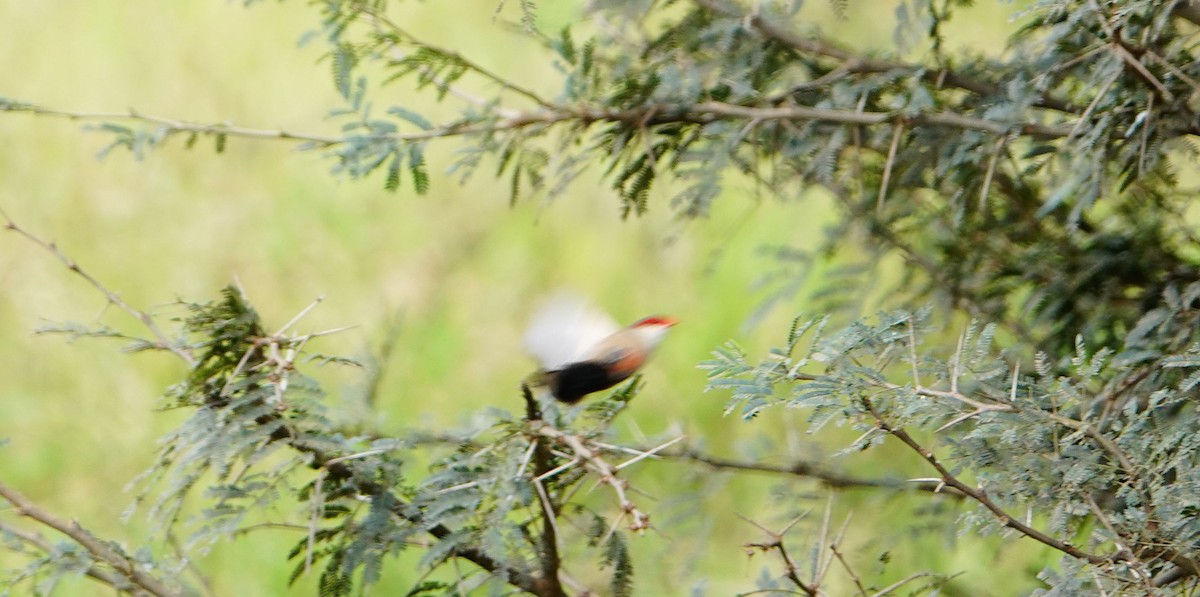 オナガカエデチョウ - ML646686496