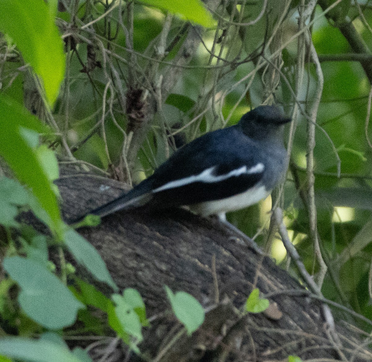 シキチョウ - ML646686497