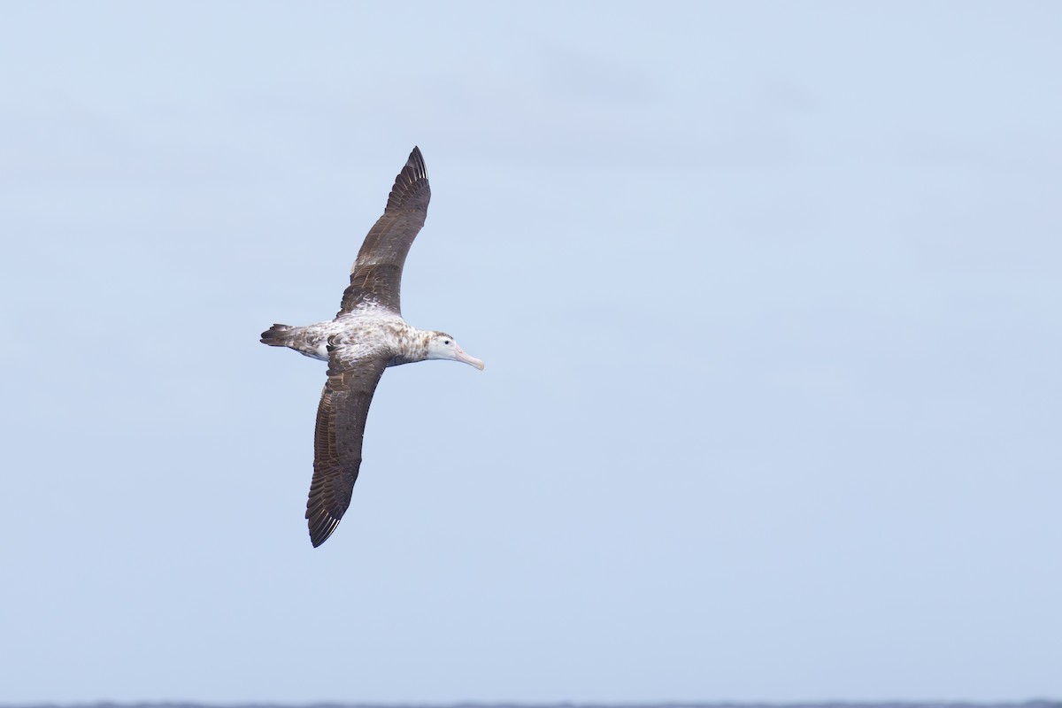 Antipodean Albatross (Gibson's) - ML646686498