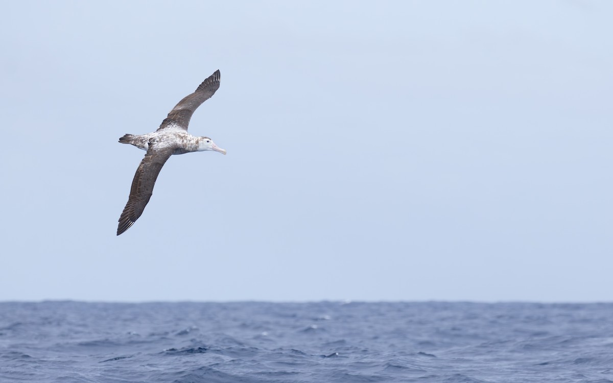 Antipodean Albatross (Gibson's) - ML646686499