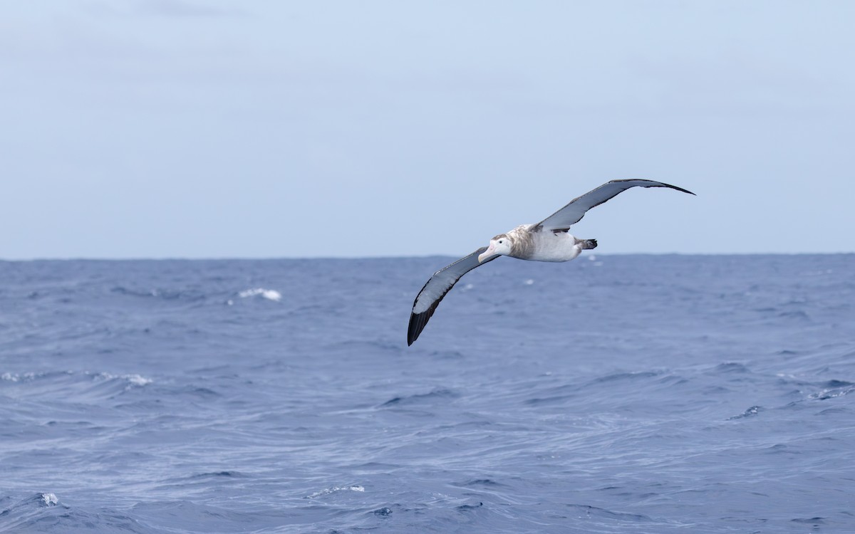 Antipodean Albatross (Gibson's) - ML646686500