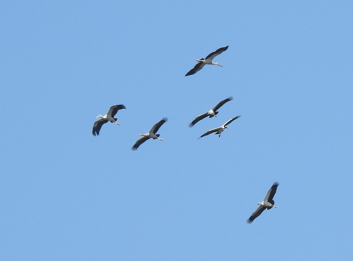 スキハシコウ - ML646686501