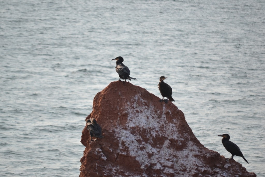 カワウ - ML646686502