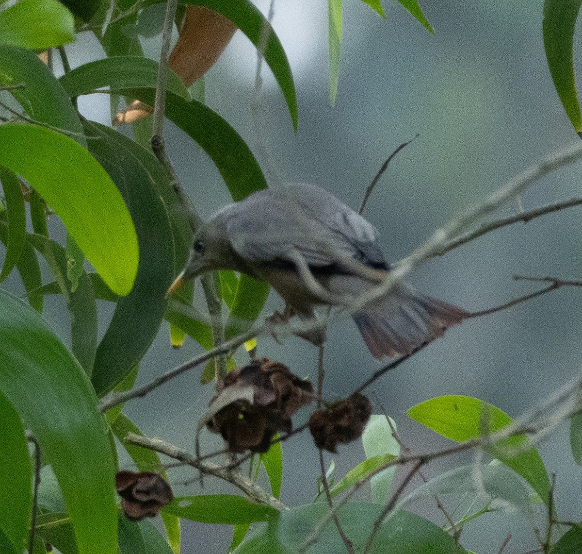 インドコムクドリ - ML646686503