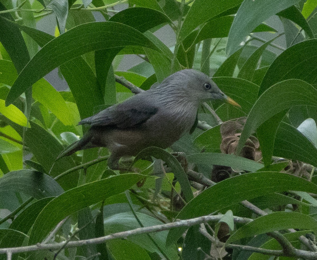 インドコムクドリ - ML646686504