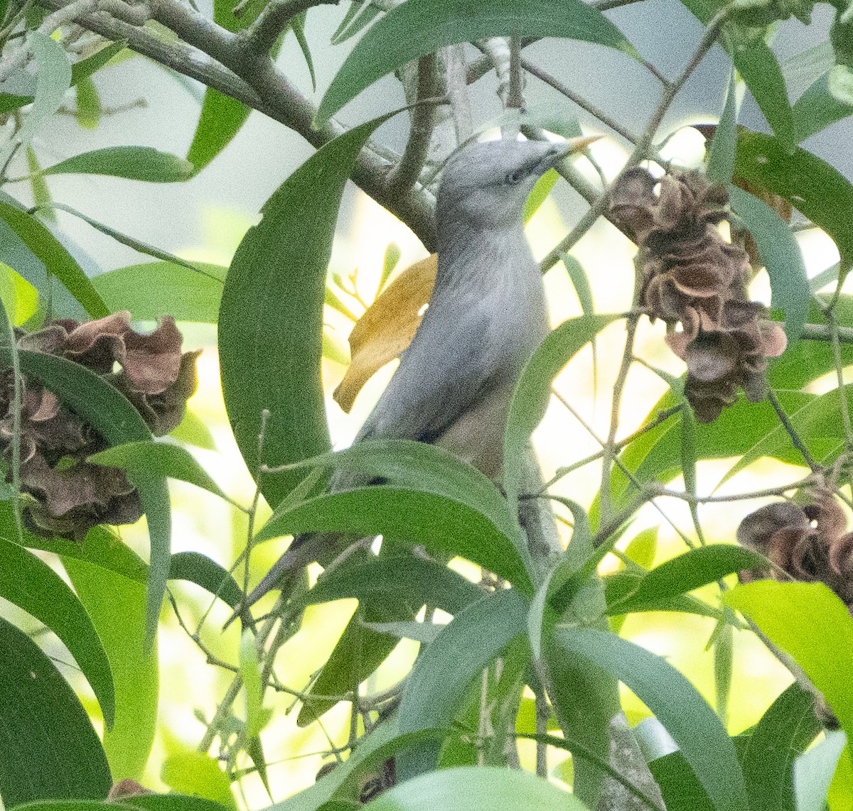 インドコムクドリ - ML646686505