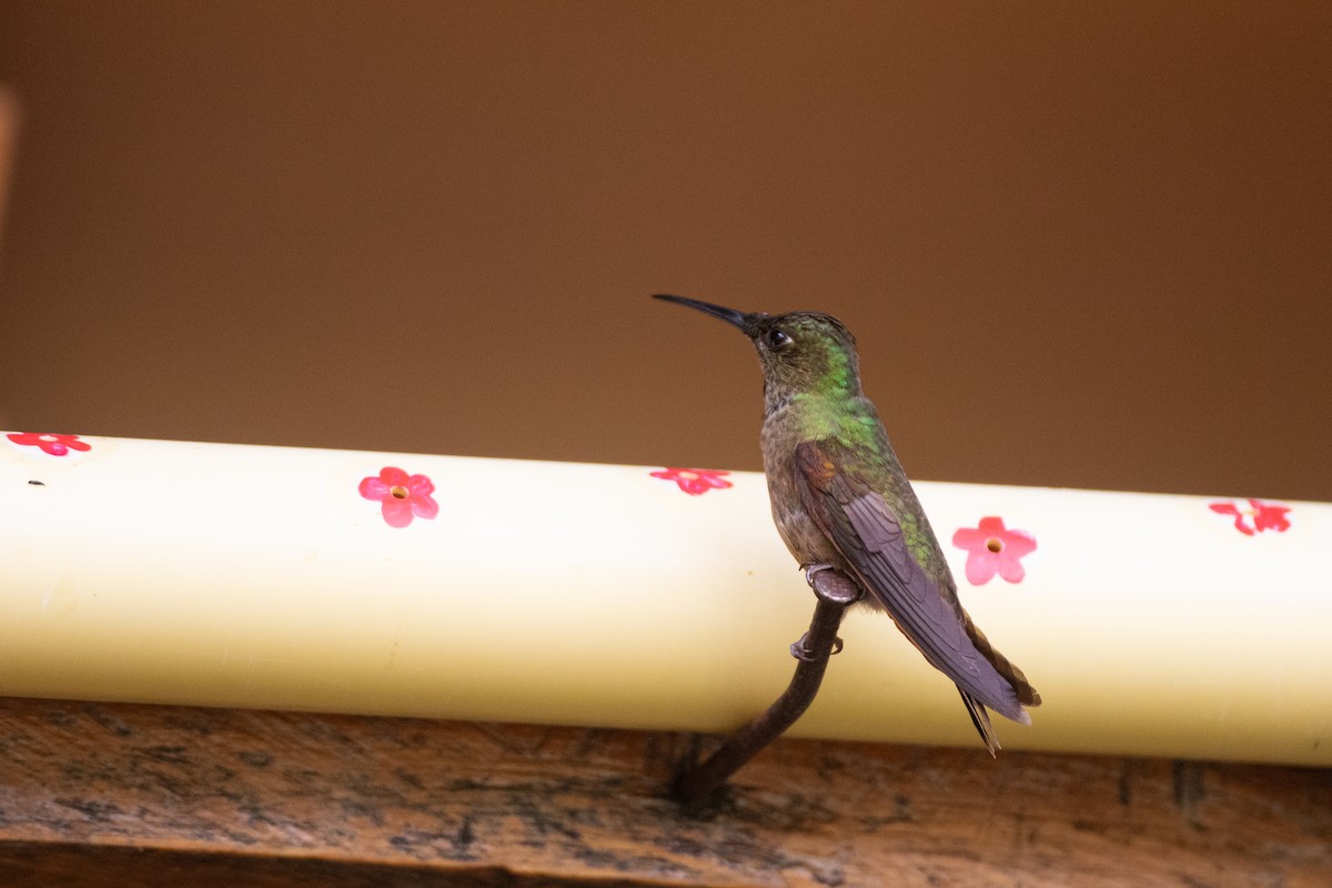 Fawn-breasted Brilliant - ML646686506