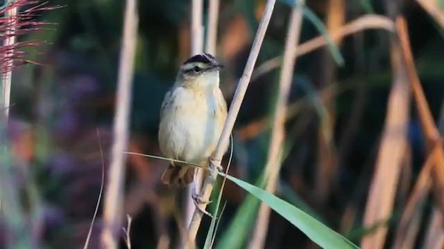 Aquatic Warbler - ML646686508