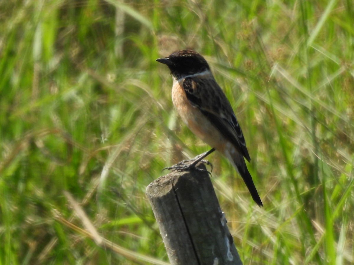 ノビタキ - ML646686510