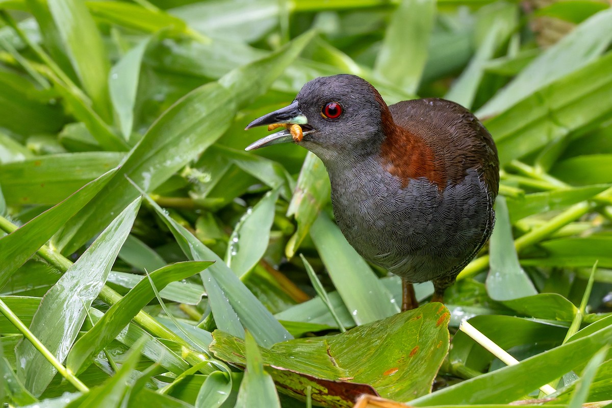 Gray-breasted Crake - ML646686512
